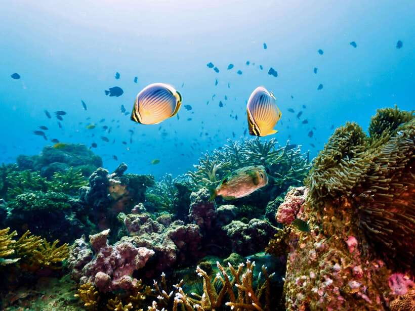 Ko Lanta: Snorkeling Adventure Tour to Koh Rok and Koh Haa - Who Should Book This Snorkeling Trip?