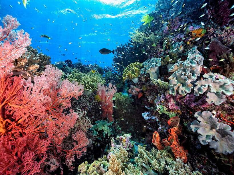 Ko Lanta: Snorkeling Adventure Tour to Koh Rok and Koh Haa - Starting at Saladan Pier