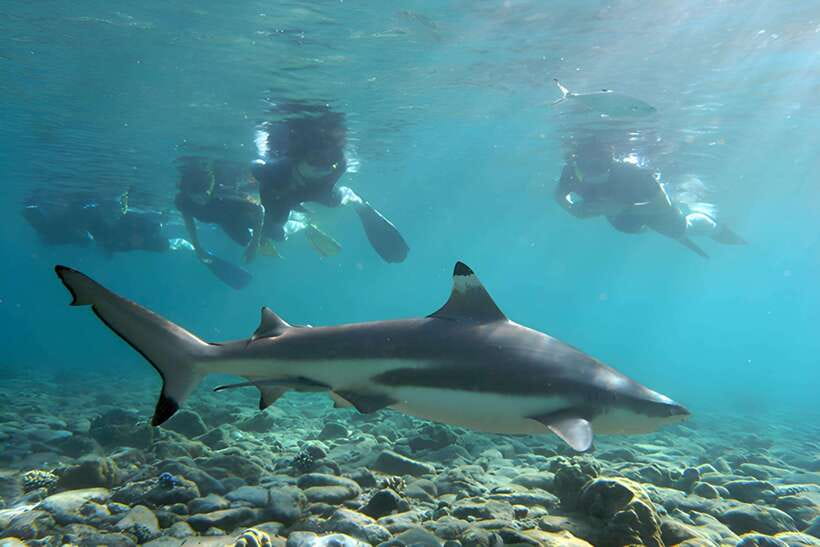 Ko Phi Phi Don: Speedboat Day Trip with Shark Snorkeling - Monkey Beach: quick photos, wild animals