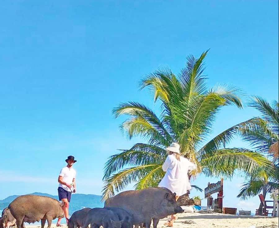 Ko Samui: Pig Island Snorkeling and Koh Tan Speedboat Tour - Why Koh Mudsum is the real star