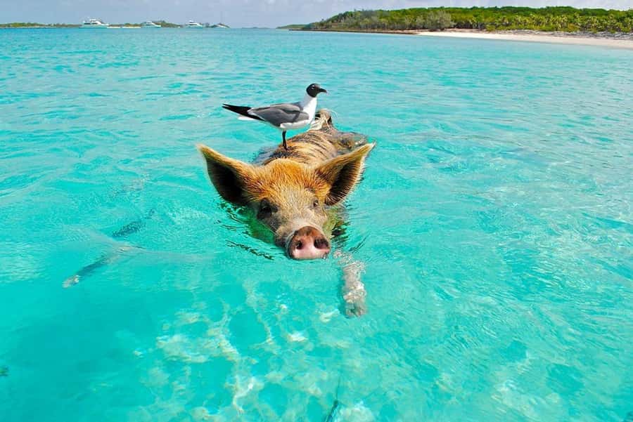 Ko Samui: Private Longtail Boat Tour to Koh Madsum & Koh Tan - The short ride to Koh Madsum