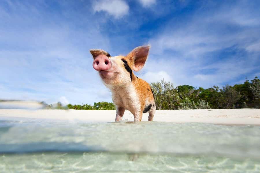 Ko Samui: Private Longtail Boat Tour to Koh Madsum & Koh Tan - What the $57 price really covers