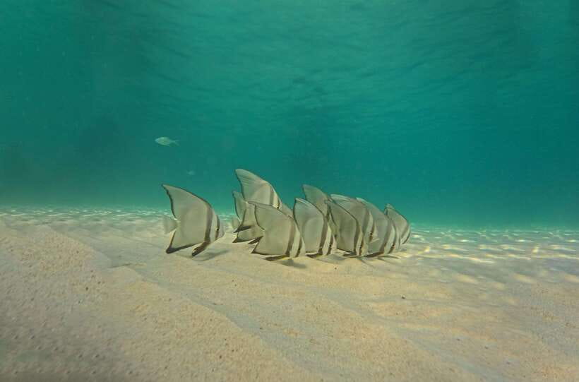Ko Tao: Late Riser Snorkeling Tour with Lunch and Photos - Hin Wong Bay and the search for coral life