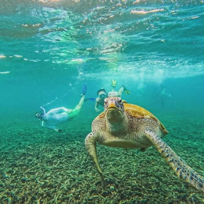 Ko Tao: Tao-Nangyuan Snorkeling Day Trip with Meals & Sunset - Hin Wong Bay and the sardine chase