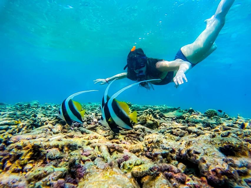 Ko Tao: Tao-Nangyuan Snorkeling Day Trip with Meals & Sunset - Shark Bay and the best chance for a memorable sighting