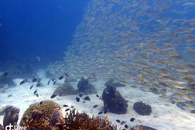 Koh Chang Dive Trip Including 3 Dives (Start at Koh Chang) - What the three underwater sessions are like
