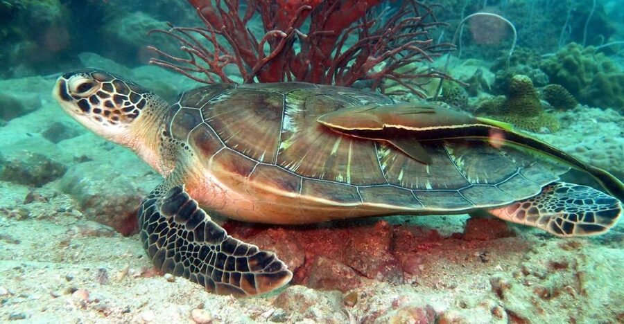 Koh Chang: Half-Day Snorkeling Adventure on a Speedboat - Two snorkeling stops, with help for beginners