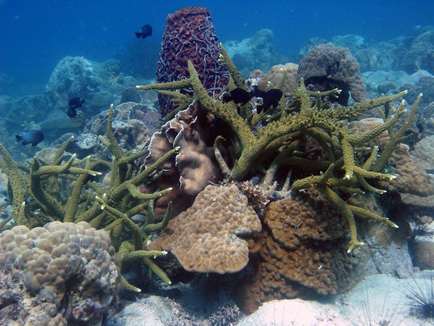 Koh Chang: Half-Day Snorkeling Adventure on a Speedboat - Family appeal, with a few limits