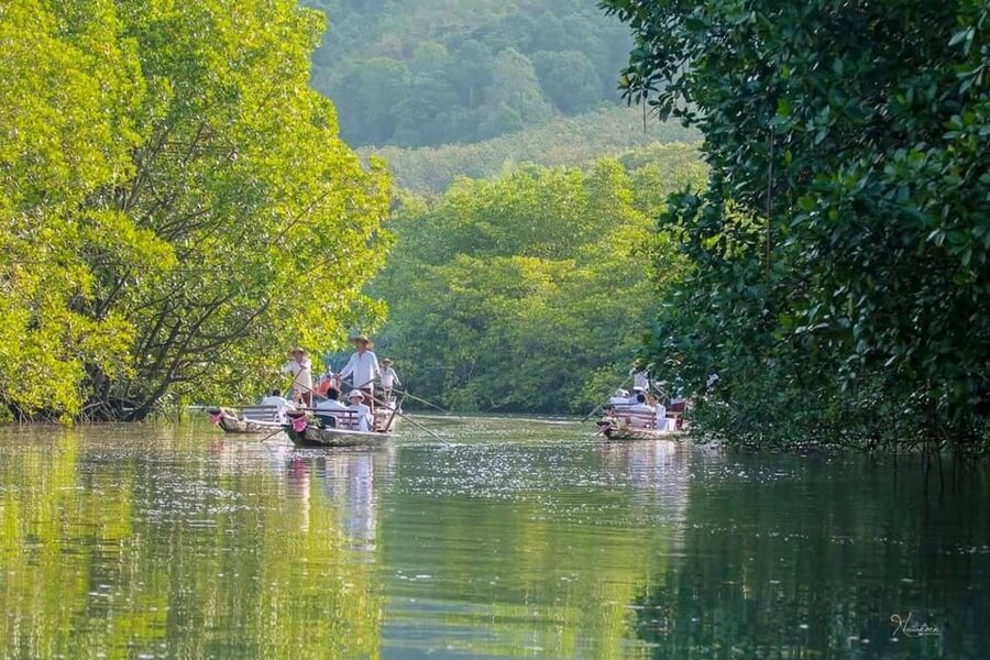 Koh Chang: Mangrove Forest Gondola Tour - What the private format means for value
