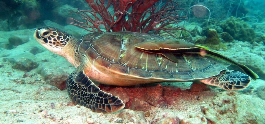Koh Chang: Snorkeling Trip to Reefs or Wrecks with Lunch - Koh Yak Yai: lunch, beach time, and the best rest stop
