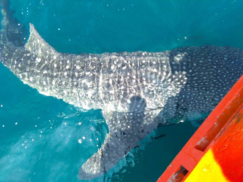 Koh Chang: Snorkeling Trip to Reefs or Wrecks with Lunch - Koh Yak Lek and the final hour in the water