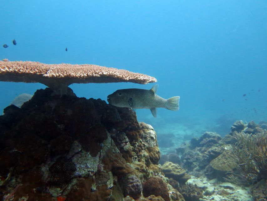 Koh Chang: Snorkeling Trip to Reefs or Wrecks with Lunch - Snorkeling conditions and what you may actually see