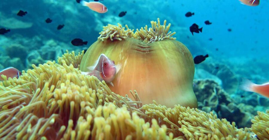 Koh Chang: Snorkeling Trip to Reefs or Wrecks with Lunch - Who will enjoy this tour most