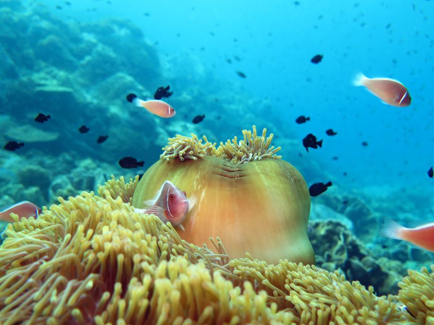Koh Chang: Snorkeling Trip to Reefs or Wrecks with Lunch - Practical advice before you book