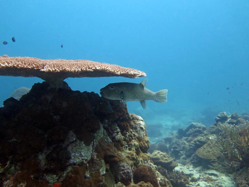 Koh Kood or Koh Rang: Snorkeling Day Trip with Buffet Lunch - The day at a glance
