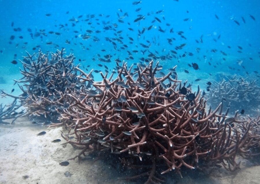 Koh Kood: Snorkeling Speedboat Tour with Lunch and Transfer - Should you book the Koh Kood snorkeling tour?