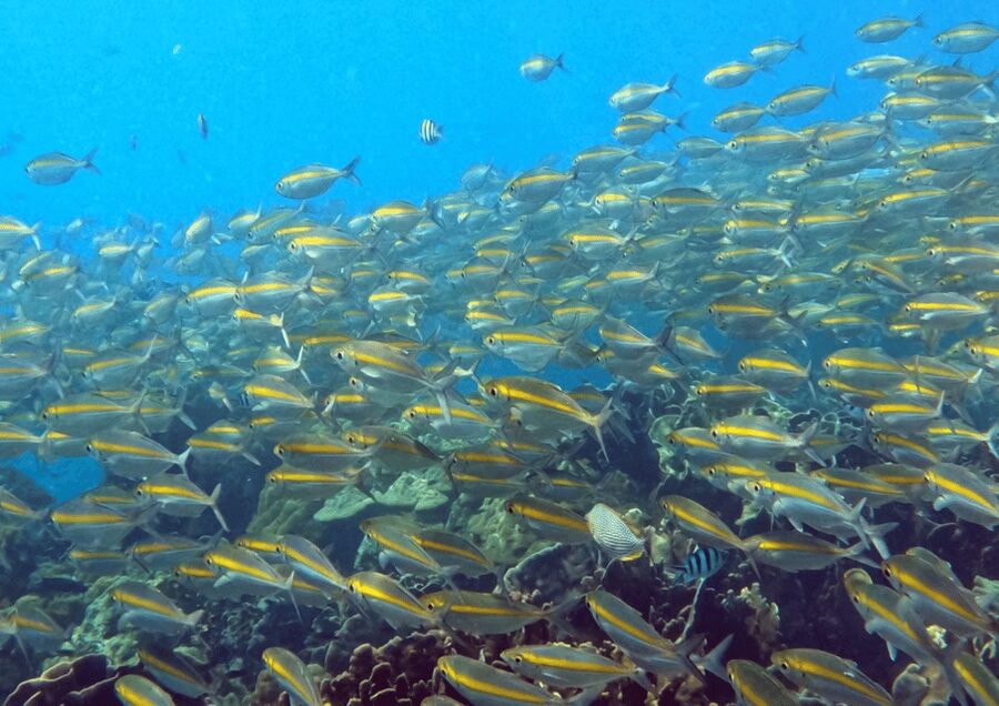 Koh Kood: Snorkeling Speedboat Tour with Lunch and Transfer - Ko Rang: your first water stop
