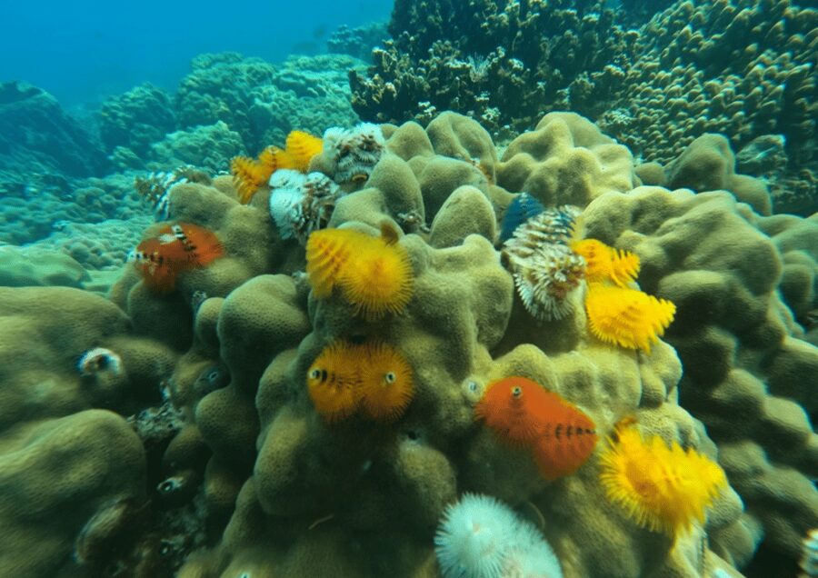 Koh Kood: Snorkeling Speedboat Tour with Lunch and Transfer - Language, comfort, and the small print
