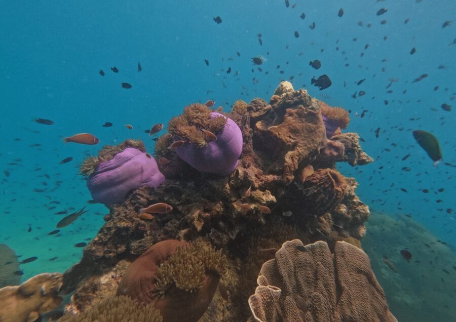 Koh Kood: Snorkeling Speedboat Tour with Lunch and Transfer - Who will get the most from this trip?