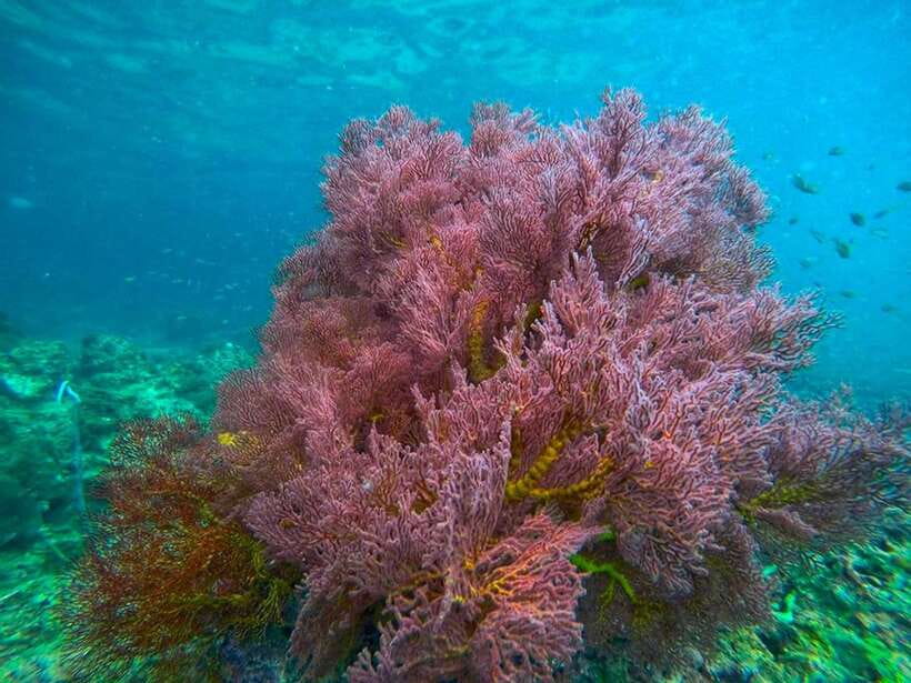 Koh Lanta: 4 Islands and Emerald Cave Snorkeling Trip - Koh Chuek and soft coral reefs