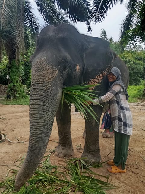 Koh Lanta:Mangrove + Elephant Camp Half Day Tour - What the $57 price really covers