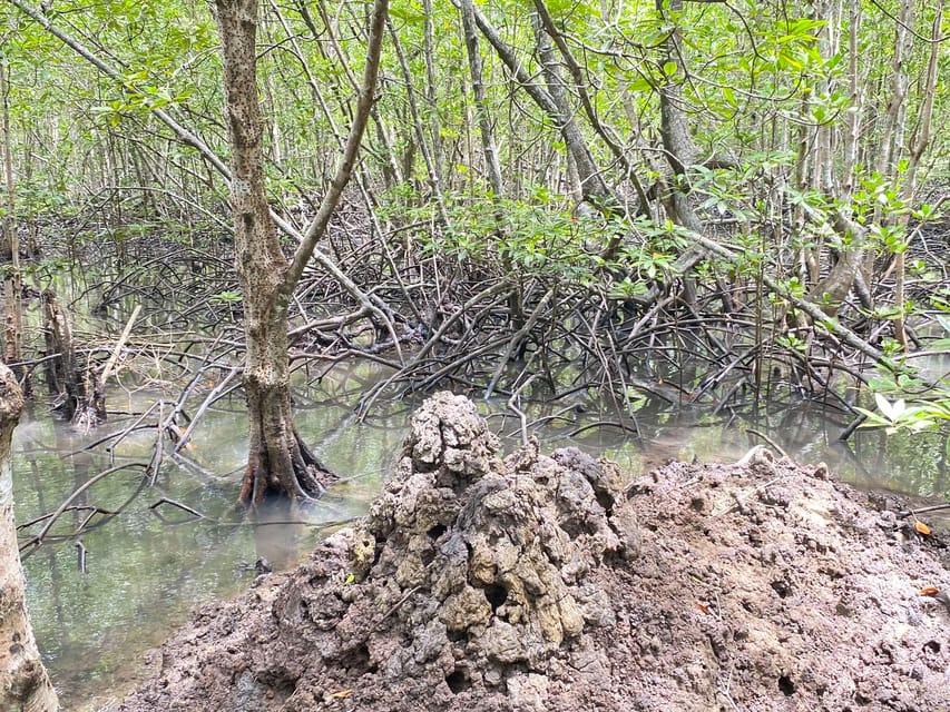 Koh Lanta:Mangrove + Elephant Camp Half Day Tour - Transport, timing, and comfort tips