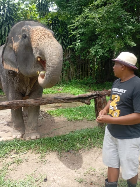 Koh Lanta:Mangrove + Elephant Camp Half Day Tour - Should you book it?