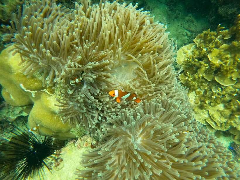 Koh Lanta: Phi Phi Islands Tour w/ Maya Bay, Snorkel & Lunch - Is $54 good value?