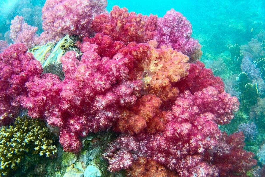 Koh Lipe: Full Day Multi-Island Snorkeling Trip with Lunch - Why this Koh Lipe boat trip is appealing