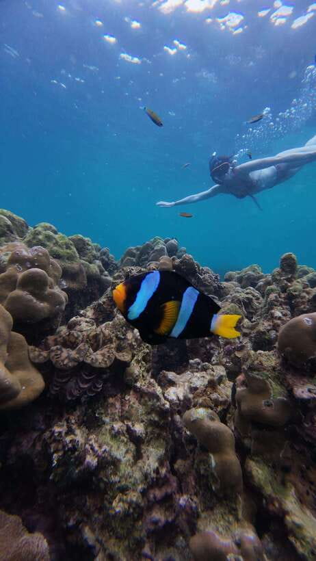Koh Lipe: Half-Day Snorkeling (Morning/Afternoon/Sunset) - What this Koh Lipe trip is really like