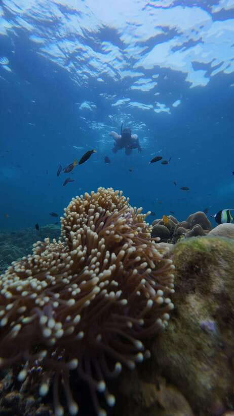 Koh Lipe: Half-Day Snorkeling (Morning/Afternoon/Sunset) - Jabang Island and the first reef stop