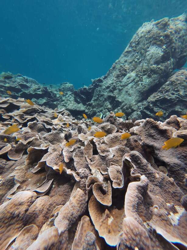 Koh Lipe: Half-Day Snorkeling (Morning/Afternoon/Sunset) - Koh Yang’s clear water and reef fish