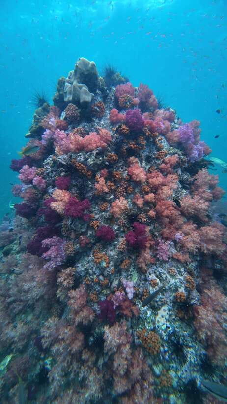 Koh Lipe: Half-Day Snorkeling (Morning/Afternoon/Sunset) - Choosing morning, afternoon, or sunset