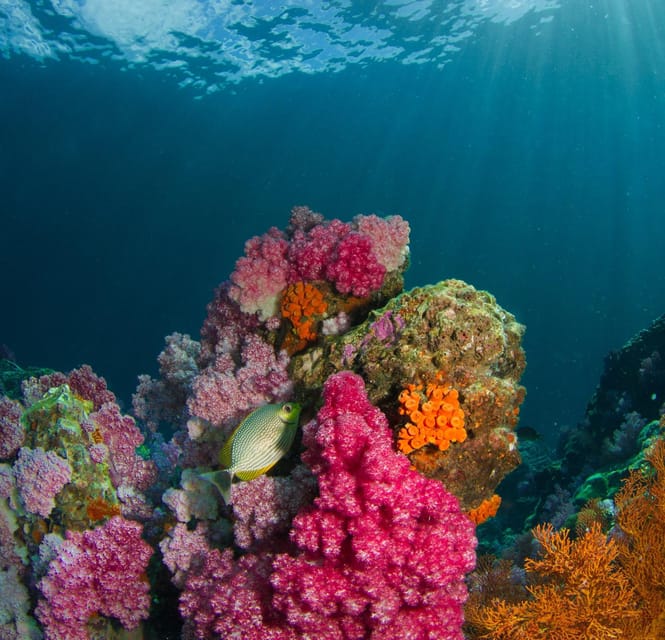 Koh Lipe: Island Hopping by Private Longtail Boat w/ Snorkel - Jabang and the snorkeling stops