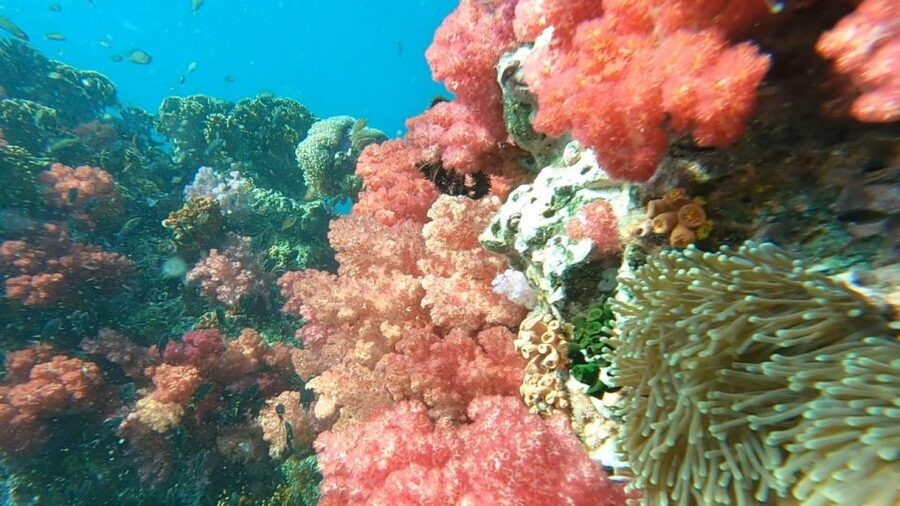 Koh Lipe: Longtail Boat Snorkeling Trip Program A - Hin Ngam’s polished black stones
