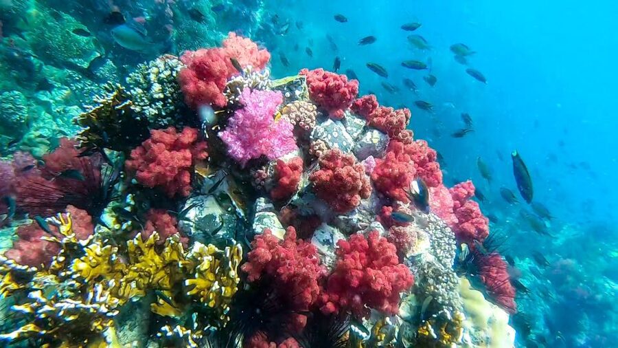 Koh Lipe: Longtail Boat Snorkeling Trip Program A - The reef behind Hin Ngam