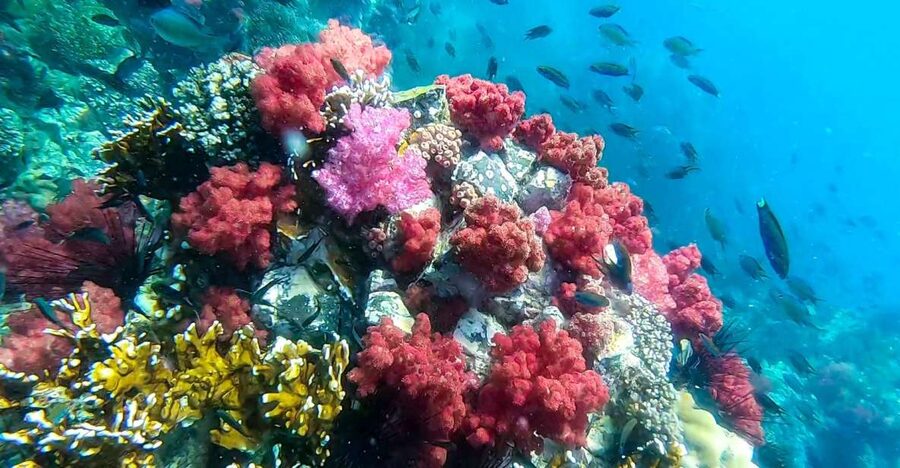 Koh Lipe: Longtail Boat Snorkeling Trip Program A - Koh Yang’s hard coral gardens