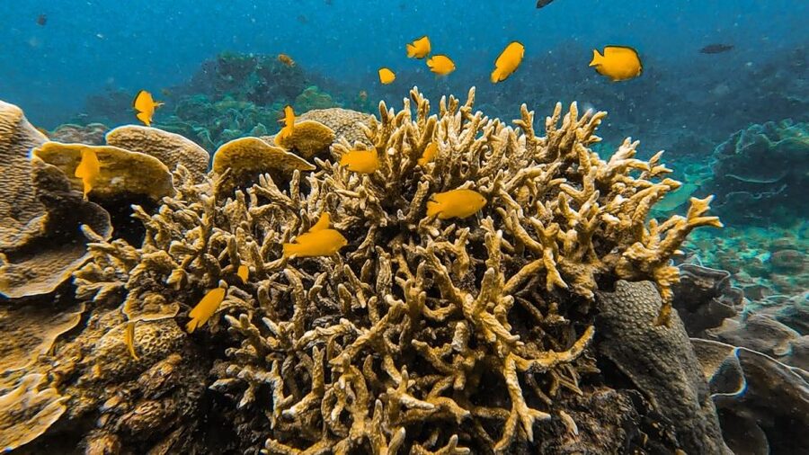 Koh Lipe: Longtail Boat Snorkeling Trip Program A - The longtail boat experience