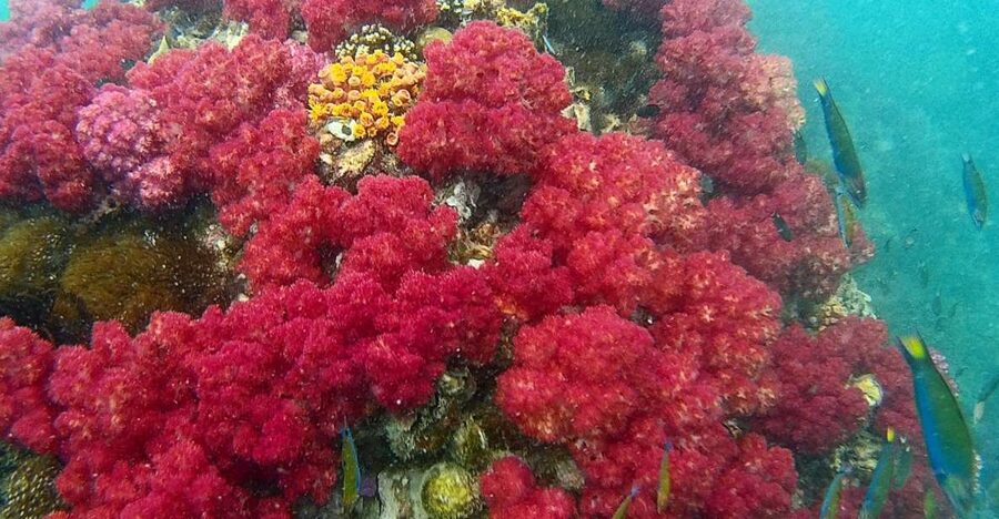 Koh Lipe Snorkeling Trip 6 hours Trip1 - Meeting the boat near Pattaya Beach