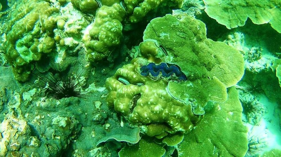 Koh Lipe Snorkeling Trip 6 hours Trip1 - Rawi Island: white sand and a proper lunch break