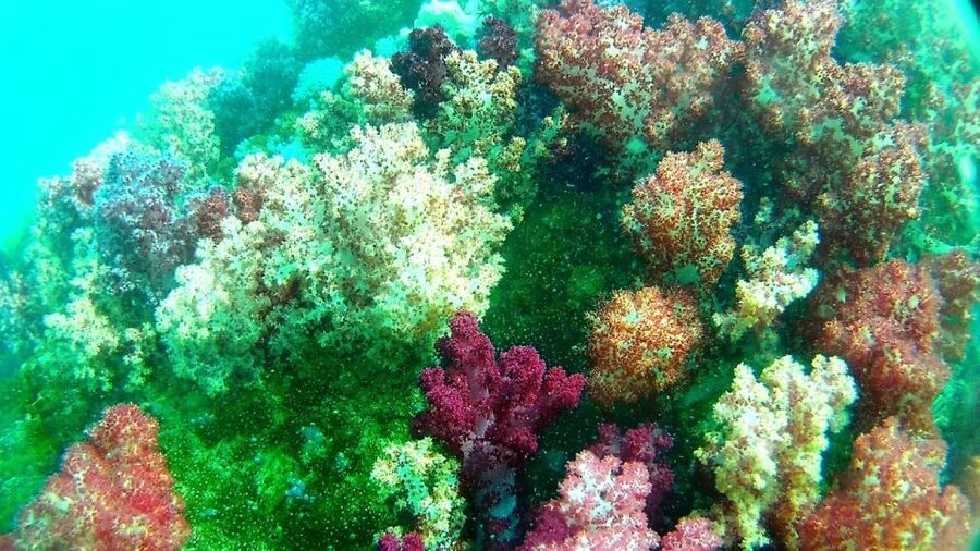 Koh Lipe Snorkeling Trip 6 hours Trip1 - Koh Yang: calm water and coral viewing