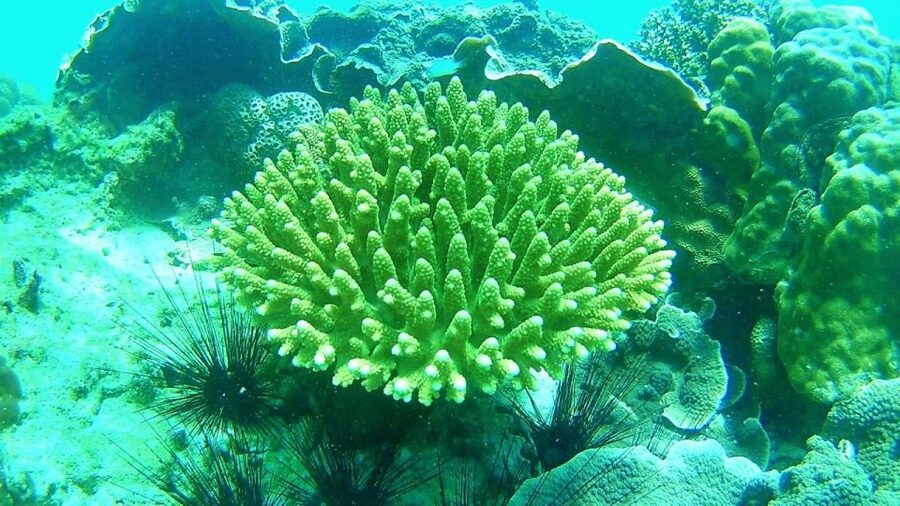 Koh Lipe Snorkeling Trip 6 hours Trip1 - Koh Adang and Sai Sai Bay: room to rest