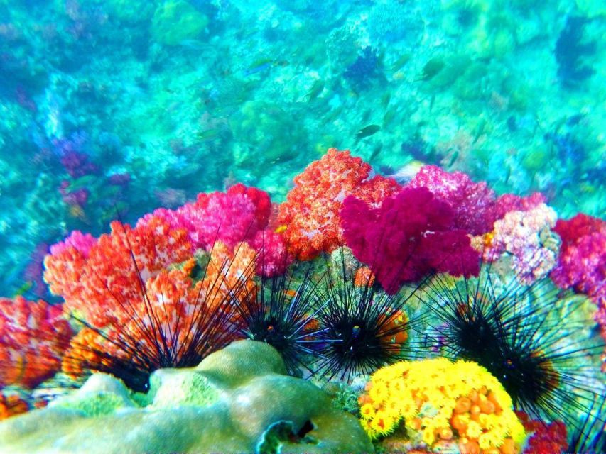 Koh Lipe Snorkeling Trip 6 hours Trip1 - Jabang Channel: the colorful finale