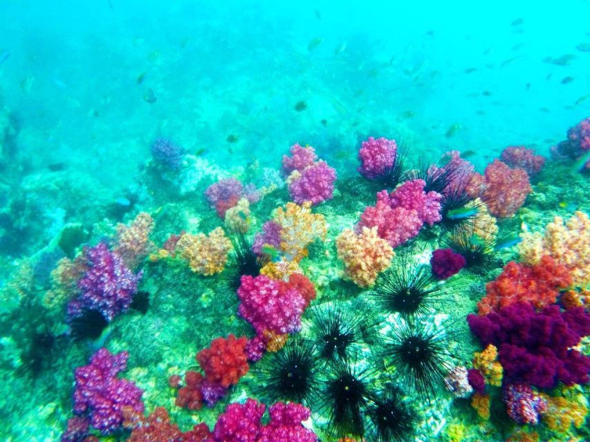 Koh Lipe Snorkeling Trip 6 hours Trip1 - What the $22 price really covers