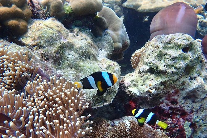 Koh Ngai, Koh Muk + Emerald Cave Snorkeling Tour by Classic Longtail Boat - Who should book this longtail boat tour?
