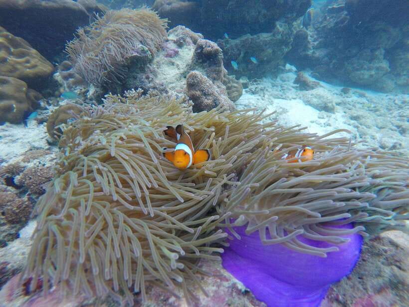 Koh Phi Phi: Maya Bay Private Longtail Boat Tour - Why a private longtail makes such a difference