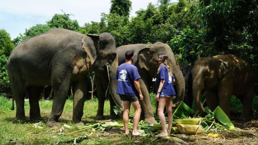 Koh Samui: 4x4 Sightseeing Safari & Elephant Sanctuary Tour - Wat Teepangkorn and the high mountain view