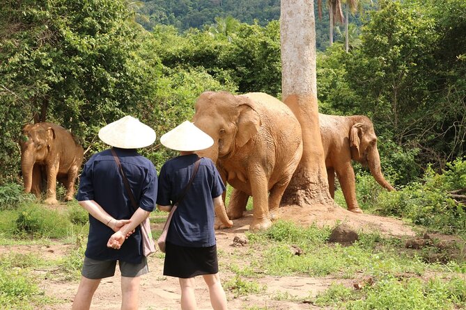 Koh Samui Elephant Home Sanctuary and the first Elephant Museum - Key points to know before booking