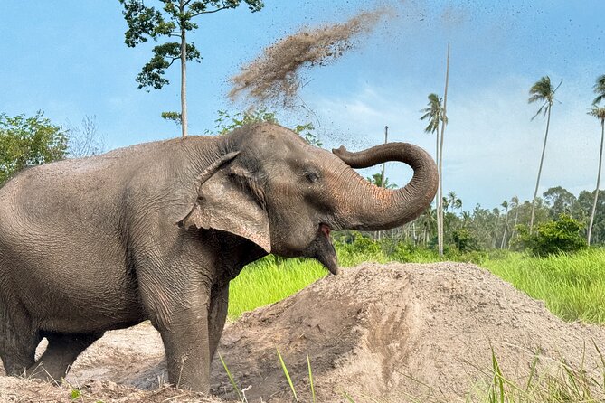 Koh Samui Elephant Home Sanctuary and the first Elephant Museum - The conservation activity is more than a photo opportunity