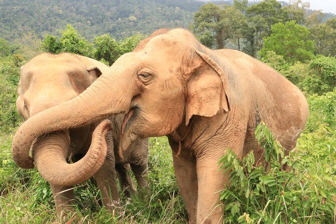 Koh Samui Elephant Home Sanctuary and the first Elephant Museum - Who should book this experience?